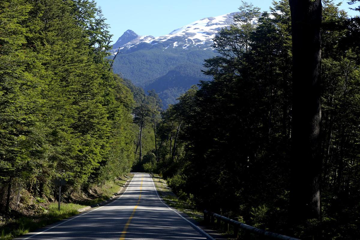 Camino entre bosque nativo con montañas nevadas al fondo